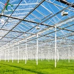 Pomidor uchun aqlli shisha issiqxona